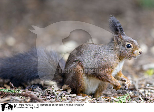 Europisches Eichhrnchen / Eurasian red squirrel / MBS-09072