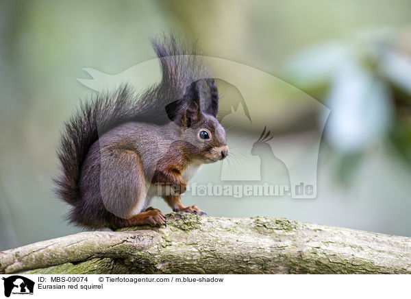 Europisches Eichhrnchen / Eurasian red squirrel / MBS-09074