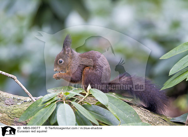 Europisches Eichhrnchen / Eurasian red squirrel / MBS-09077