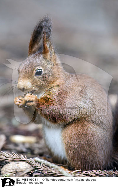 Europisches Eichhrnchen / Eurasian red squirrel / MBS-09081