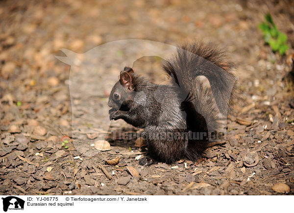 Eurasian red squirrel / YJ-06775