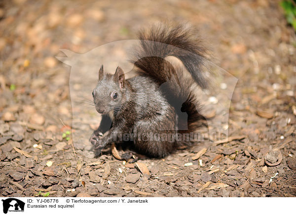 Eurasian red squirrel / YJ-06776