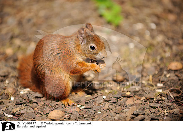 Eurasian red squirrel / YJ-06777