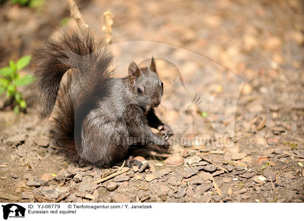 Europisches Eichhrnchen / Eurasian red squirrel / YJ-06779