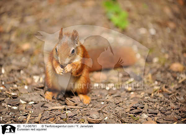 Eurasian red squirrel / YJ-06781