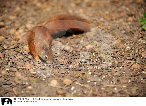 Europisches Eichhrnchen / Eurasian red squirrel / YJ-06785