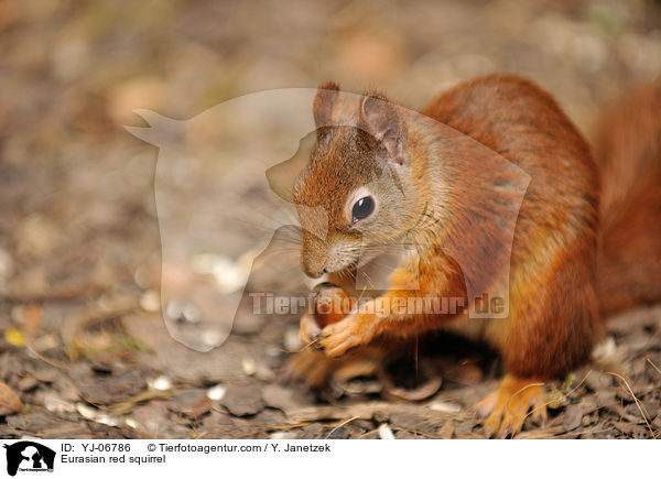 Eurasian red squirrel / YJ-06786