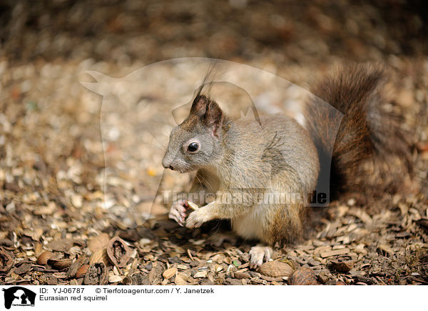 Eurasian red squirrel / YJ-06787