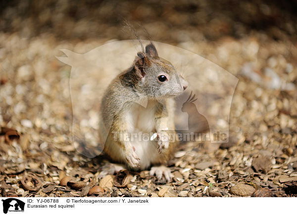 Eurasian red squirrel / YJ-06788