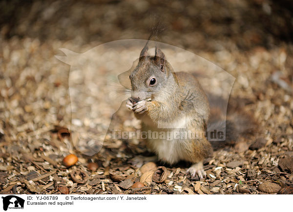 Eurasian red squirrel / YJ-06789