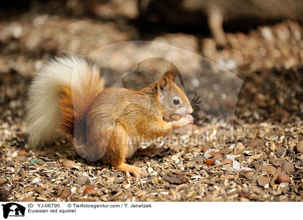 Eurasian red squirrel / YJ-06790