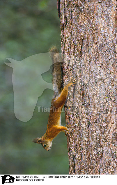 Eurasian red squirrel / FLPA-01353