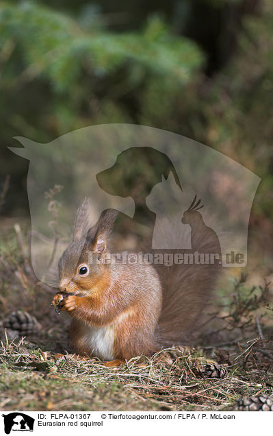 Europisches Eichhrnchen / Eurasian red squirrel / FLPA-01367