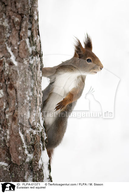 Europisches Eichhrnchen / Eurasian red squirrel / FLPA-01371