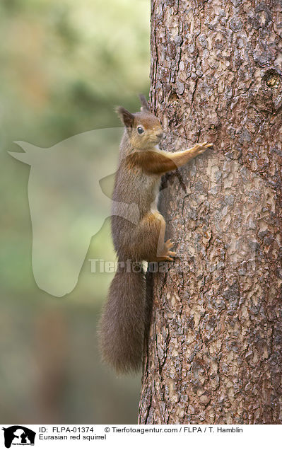 Europisches Eichhrnchen / Eurasian red squirrel / FLPA-01374