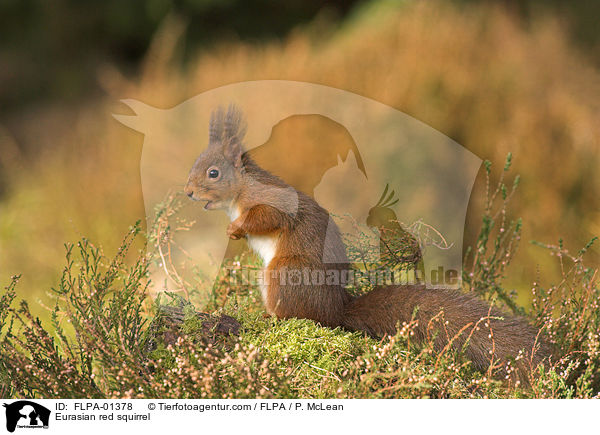 Europisches Eichhrnchen / Eurasian red squirrel / FLPA-01378