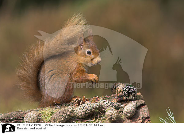 Europisches Eichhrnchen / Eurasian red squirrel / FLPA-01379