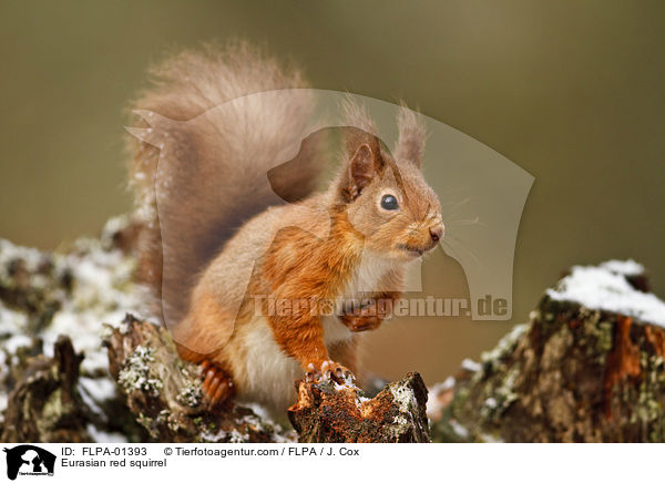 Europisches Eichhrnchen / Eurasian red squirrel / FLPA-01393