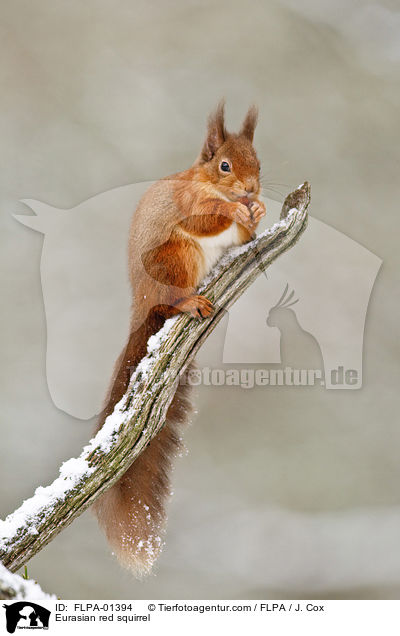 Europisches Eichhrnchen / Eurasian red squirrel / FLPA-01394