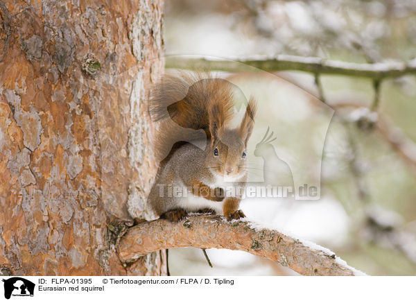 Eurasian red squirrel / FLPA-01395