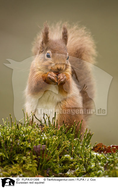 Europisches Eichhrnchen / Eurasian red squirrel / FLPA-01398