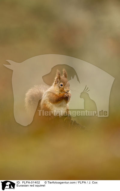 Eurasian red squirrel / FLPA-01402