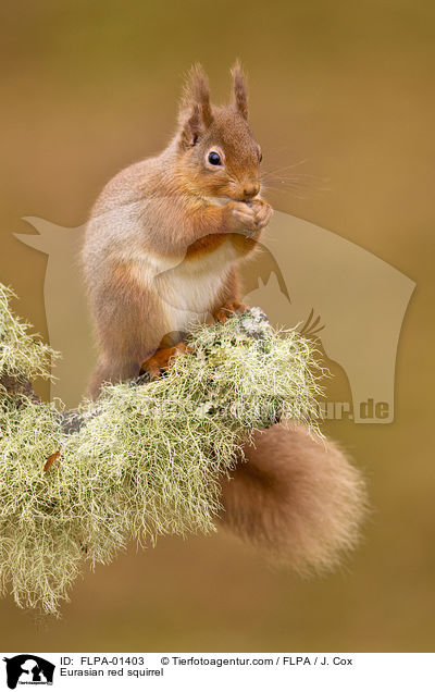 Eurasian red squirrel / FLPA-01403