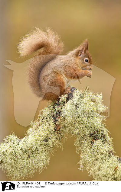 Europisches Eichhrnchen / Eurasian red squirrel / FLPA-01404