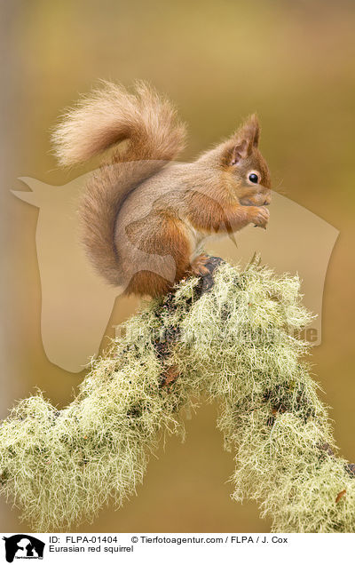 Eurasian red squirrel / FLPA-01404