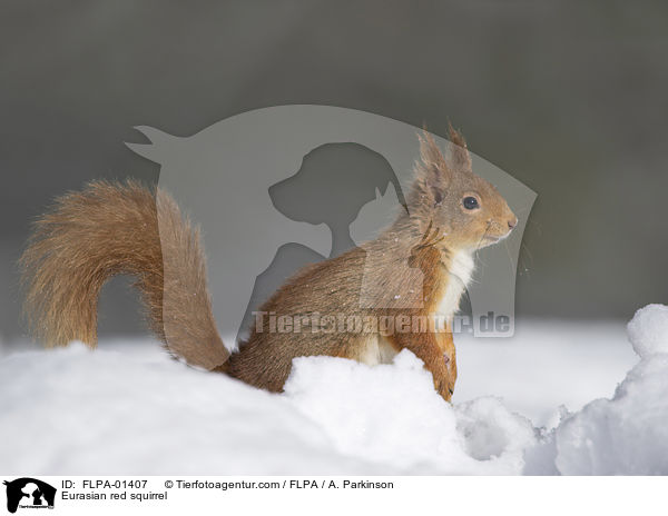 Eurasian red squirrel / FLPA-01407