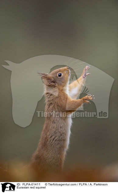 Europisches Eichhrnchen / Eurasian red squirrel / FLPA-01411
