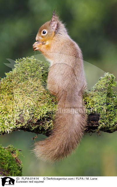 Europisches Eichhrnchen / Eurasian red squirrel / FLPA-01414