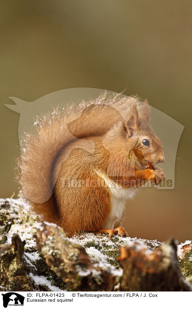 Europisches Eichhrnchen / Eurasian red squirrel / FLPA-01423