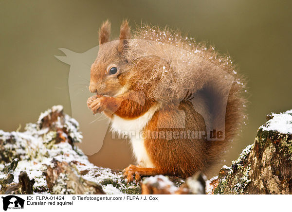 Europisches Eichhrnchen / Eurasian red squirrel / FLPA-01424