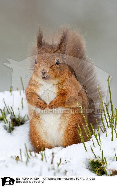 Europisches Eichhrnchen / Eurasian red squirrel / FLPA-01429