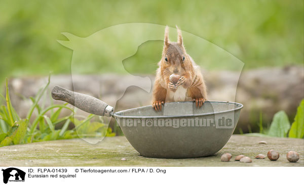 Eurasian red squirrel / FLPA-01439