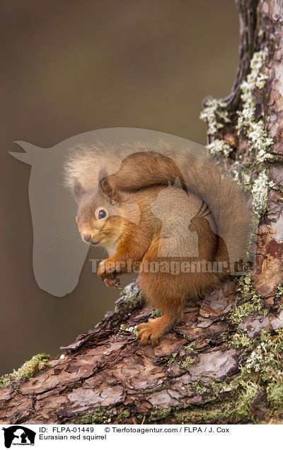 Eurasian red squirrel / FLPA-01449