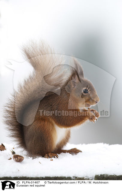 Eurasian red squirrel / FLPA-01467