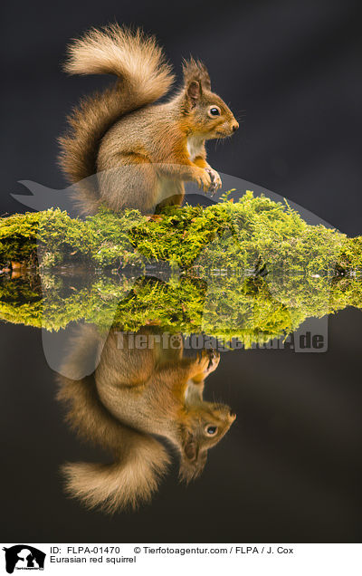 Eurasian red squirrel / FLPA-01470