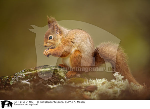 Europisches Eichhrnchen / Eurasian red squirrel / FLPA-01480