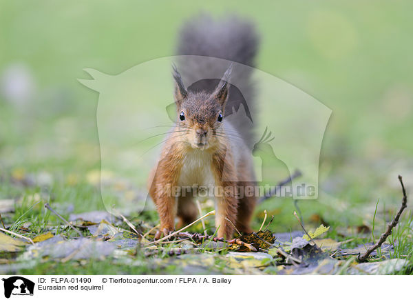 Eurasian red squirrel / FLPA-01490