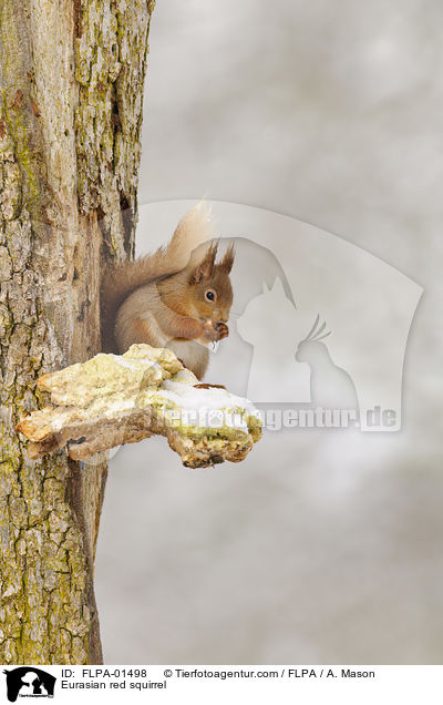 Europisches Eichhrnchen / Eurasian red squirrel / FLPA-01498