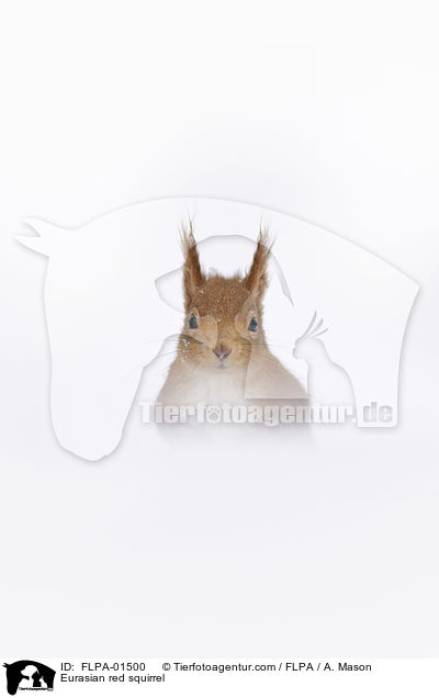 Eurasian red squirrel / FLPA-01500