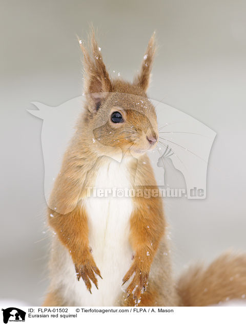 Europisches Eichhrnchen / Eurasian red squirrel / FLPA-01502