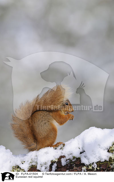 Europisches Eichhrnchen / Eurasian red squirrel / FLPA-01504