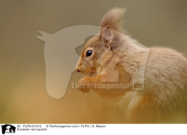 Europisches Eichhrnchen / Eurasian red squirrel / FLPA-01512