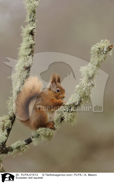 Eurasian red squirrel / FLPA-01513