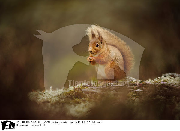 Europisches Eichhrnchen / Eurasian red squirrel / FLPA-01518