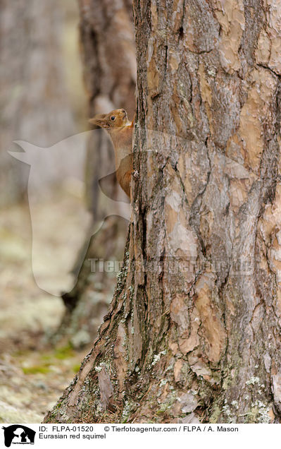 Eurasian red squirrel / FLPA-01520