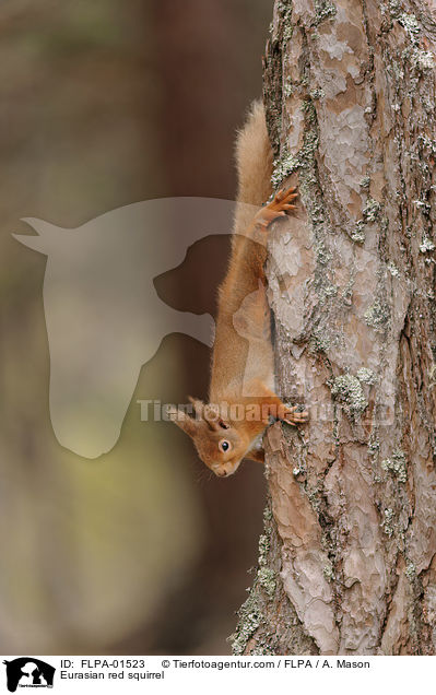 Eurasian red squirrel / FLPA-01523